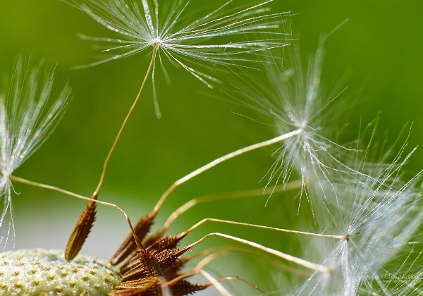 fotografia przyrodnicza, makro i lotnicza